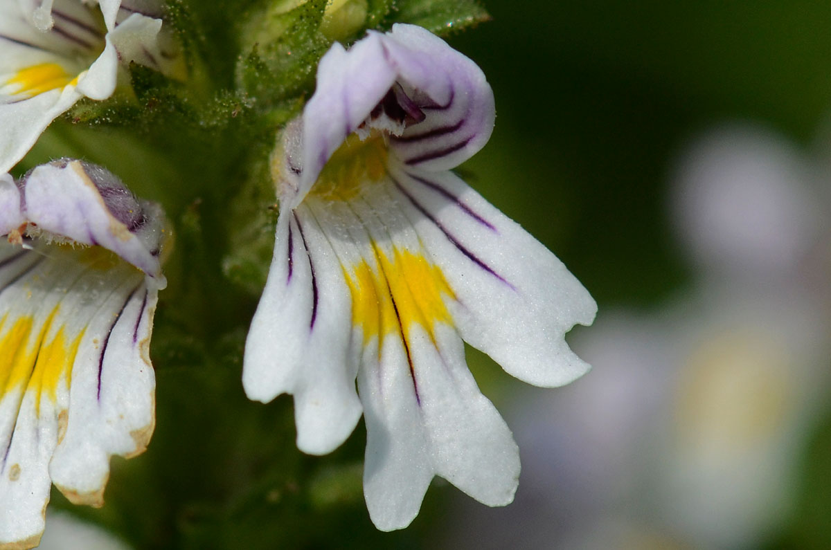 Cespuglietto di  Euphrasia  da id.